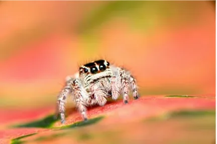 Araignée en gros plan sur un fond coloré Petite araignée sur une feuille