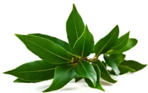 Feuilles de laurier fraîches pour des usages culinaires ou naturels. feuille de laurier