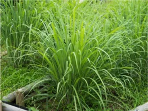 Citronnelle en pleine croissance dans un jardin.