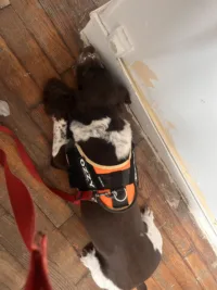 Chien détecteur de punaises de lit en train de flairer une prise murale.