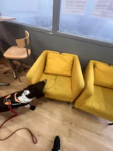 Inspection d’un fauteuil par un chien détecteur de punaises de lit. Détection canine de punaises de lit sous les meubles et les coussins