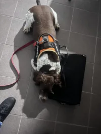 Chien détecteur professionnel en intervention anti-punaises de lit. Chien détecteur de punaises de lit en action avec son harnais spécialisé.
