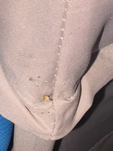 Œufs de punaises de lit et traces de présence sur un meuble. Œufs et excréments de punaises de lit sur une surface en bois.