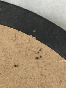 Punaise de lit sur un tissu, signes d’infestation à surveiller. Punaise de lit visible sur un tissu avec taches noires suspectes.