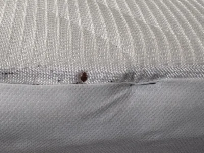 Punaise de lit visible sur un matelas avec des taches noires.