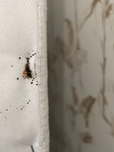 Punaise de lit et signes d’infestation sur un matelas. Infestation de punaises de lit sur un matelas avec traces de déjections.