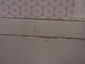 Signes d’infestation de punaises de lit sur un mur. Traces de punaises de lit dans une plinthe et les fissures du sol