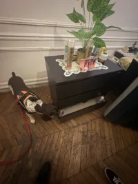 Chien détecteur à l’œuvre dans la recherche de punaises de lit. Chien détecteur inspectant un tiroir lors d’une intervention contre les punaises de lit.