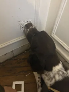 Détection de punaises de lit dans une prise électrique. Chien détecteur inspectant une prise électrique infestée par des punaises de lit
