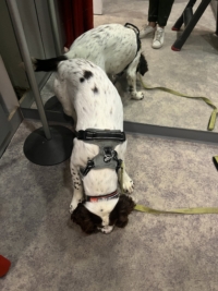 Chien détecteur de punaises de lit en action près d'un miroir.