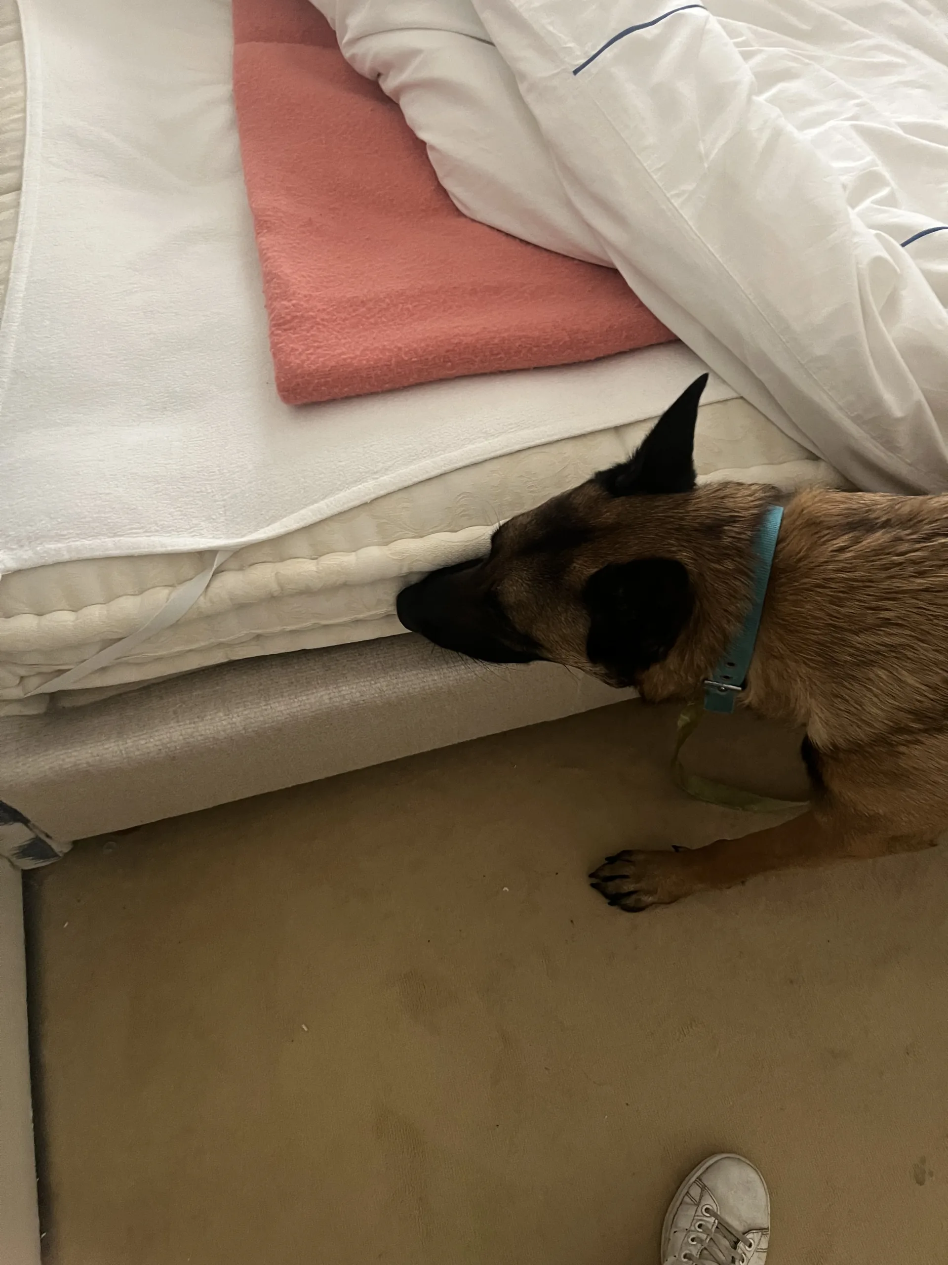 Détection canine des punaises de lit sur un matelas Chien détecteur de punaises de lit reniflant un matelas