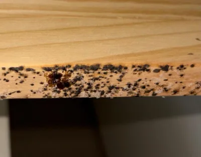 Infestation de punaises de lit sur un meuble en bois avec traces de déjections et œufs.