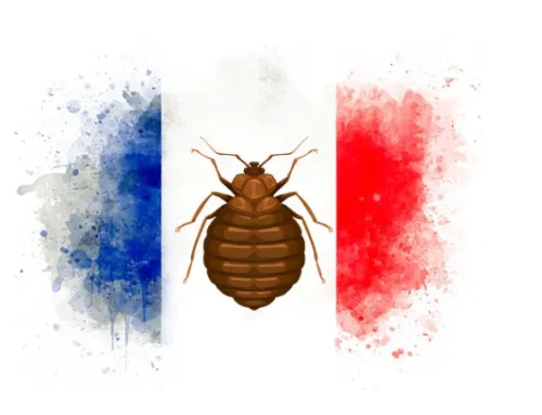 Punaises de lit en France : un véritable sujet de santé publique
