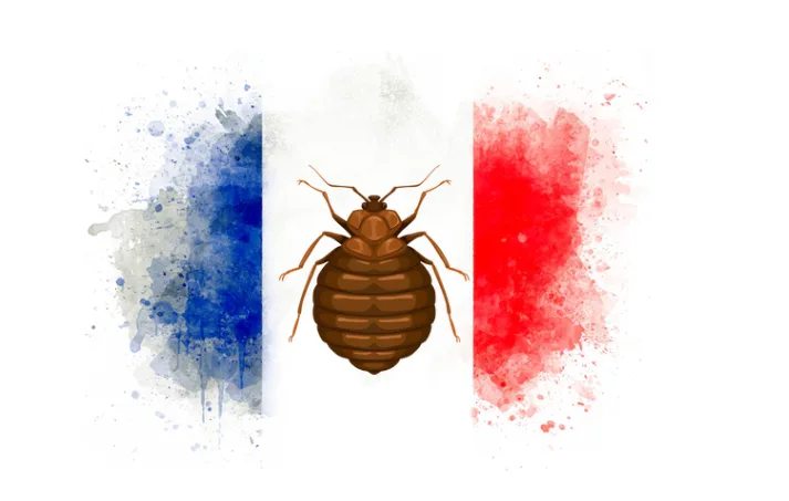 Punaises de lit en France