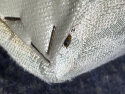 Punaise de lit visible sur le coin d’un matelas infesté