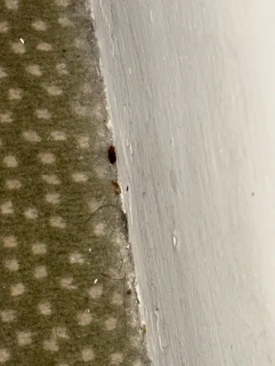 Punaise de lit visible sur le coin d’un matelas infesté