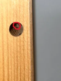 Larve de punaise de lit logée dans un trou de vis