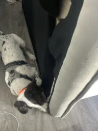 Chien détecteur de punaises de lit inspectant l’arrière d’un canapé endommagé.