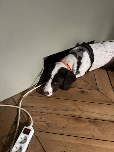 Chien détecteur de punaises de lit inspectant une plinthe suspecte dans un logement.