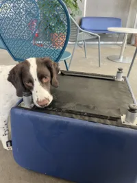 Chien renifleur inspectant un meuble dans la recherche de punaises de lit