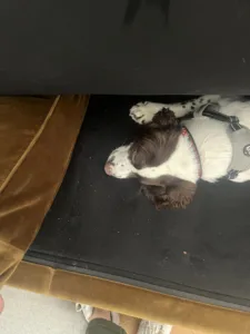 Chien détecteur de punaises inspectant le dessous d’un canapé