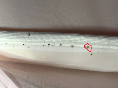 Mue de punaise de lit repéré sur le bord d’un matelas