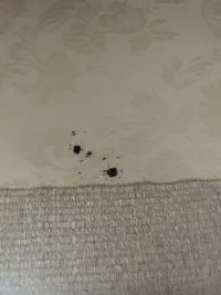Excréments de punaises de lit visibles sur un matelas