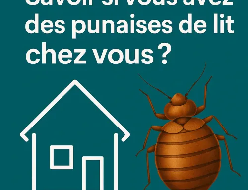 Comment savoir si vous avez des punaises de lit chez vous ?