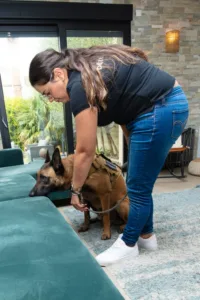 Détection canine d'un canapé