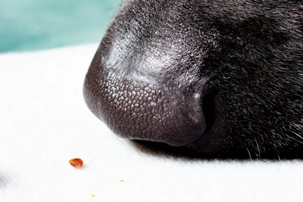 Chien de chez Punaises Expert quia trouvé une punaise de lit.