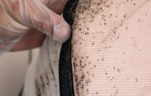 trace de déjection de punaises de lit