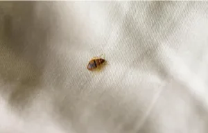 punaise de lit sur un matelas