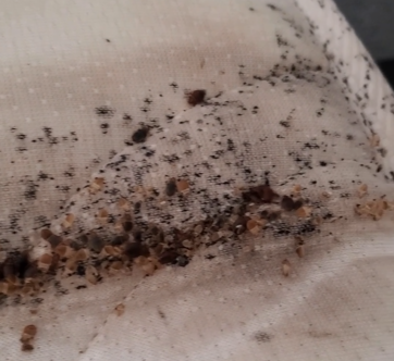 Traces de déjection punaises de lit, potentiel nid Traces de déjection punaises de lit, potentiel nid.