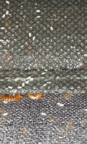Nid de punaises de lit sur un canapé