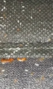 Nid de punaises de lit sur un canapé
