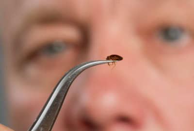 Punaise lit capturé par un homme.