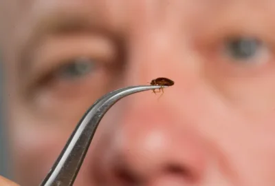Punaise lit capturé par un homme.