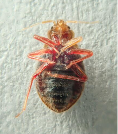 Punaise de lit de face.