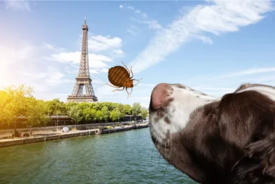 Chien détecteur de punaises de lit face à la tour Eiffel, représentant la détection canine à Paris