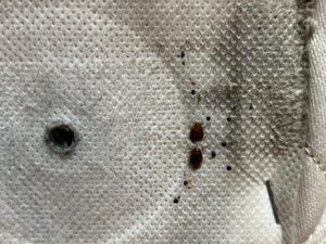 Punaise de lit sommier Punaises de lit présente sur un sommier