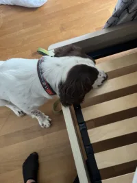 détection canine pour repérer les punaises de lit à Évry-Courcouronnes