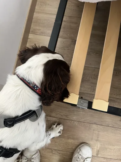 Détection canine d'un sommier de matelas