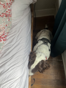 Détection canine cher un particulier à meudon