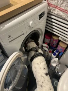 Détection canine d'une machine à laver