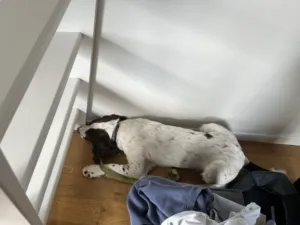 Détection canine à Noisy le grand Chien de chez Punaises Expert en intervention dans un logement à Noisy le grand.