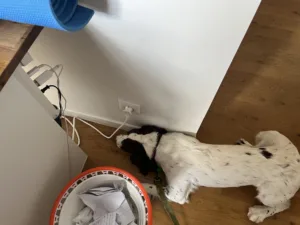 Chien de chez Punaises Expert en intervention dans un logement.