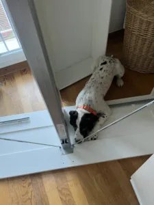 Chien de chez Punaises Expert en intervention dans un logement à Auberviliers