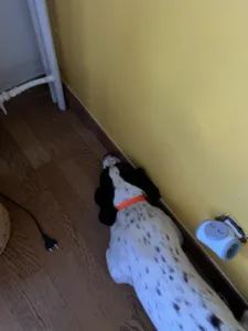 Détection canine à Nanterre