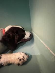 Détection canine dans Asnieres sur seine Chien de chez Punaises expert en pleine intervention