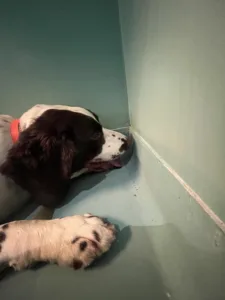 Chien de chez Punaises expert en pleine intervention